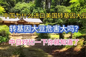 中国为什么进口美国转基因大豆，转基因大豆危害大吗？中日对比视频封面