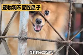 狗狗不宜吃瓜子图片