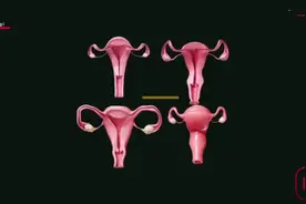 大姨妈原来是个宝藏，关于子宫的十个冷知识，3D演示。。