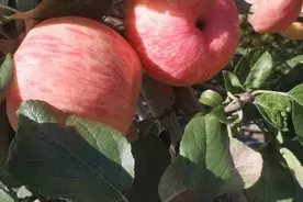 中国的苹果之乡长武县，也有大量苹果树被挖，以后苹树还能挣钱吗视频封面