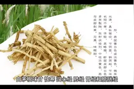 白茅根，清五脏六腑之湿热