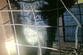 猎狗里最高深的秘密。能复骚和不能复骚的狗讲究狗的性格。纯干货