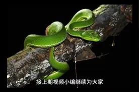 中国十大毒蛇排名以及分布（下）。福建的闽原来是这么回事。视频封面