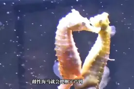 马为什么是由爸爸生育后代？来见识下海马爸爸的“喷射性”生娃。视频封面