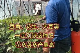 豆角、花生、大豆等豆科作物，一定别缺了这种肥，花多荚多产量高视频封面