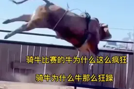 骑牛比赛为什么牛这么狂躁疯狂，这样的斗牛哪位勇士敢挑战一下视频封面