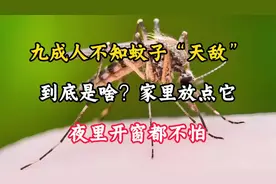 九成人不知蚊子“天敌”，家里放点它，夜里开窗都不怕！视频封面