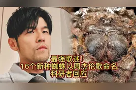 周杰伦新专辑《16个新种蜘蛛》发布，网友热议！🕷️🎤视频封面