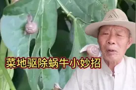 菜地里面有蜗牛，不花钱不打药，轻松驱除蜗牛，绿色安全又环保。视频封面