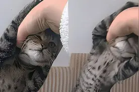 猫咪和女主人打架，这是我见过最逗的猫咪，这场面笑不活了视频封面