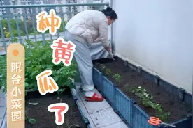 黄瓜与辣椒的套种方法，阳台地方有限，这最合理安排，自已种蔬果视频封面