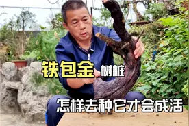 难得的铁包金树桩，不想点办法把它种活太可惜了