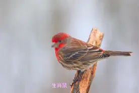 生肖鼠一生会遇到4个孽缘,命中注定能和谁最后牵手结婚白头偕老视频封面