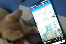 猫🐱看抖音