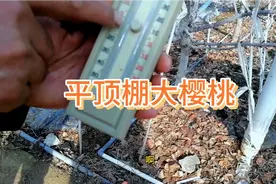 平顶棚大樱桃升温慢，正月二十才能开花！视频封面