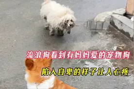 流浪狗看到有妈妈爱的宠物狗，立马陷入自卑，女孩直接收养了它！
