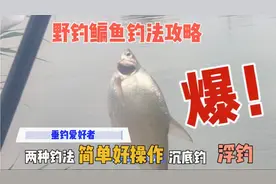 野钓鳊鱼钓法攻略，这两种钓法沉底钓、浮钓简单好操作