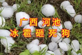 河池天降鸡蛋大冰雹，致狗死亡、农作物受损！视频封面