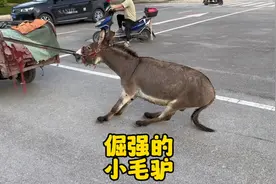 有没有见过这么倔强的毛驴呢！这是说不走就不走不喜欢三轮车拉着视频封面