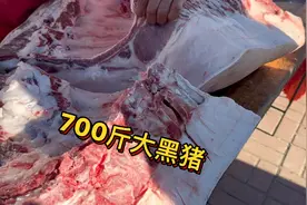 农村大黑猪700多斤，大肥肉膘子实属罕见，这大哥真狠直接买一头