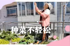 给菜喷施小苏打，预防各种病，第一次接触这样的种菜方法要好好学视频封面