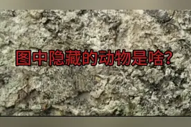 图中隐藏的动物，智商没128很难找到！还别不信，你试试找看！难