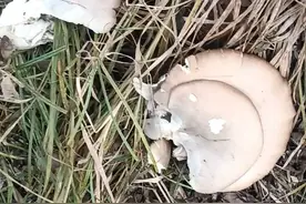 烂杨树上长的大蘑菇纯天然的非常美味可口，回家杀小鸡炖蘑菇😂视频封面