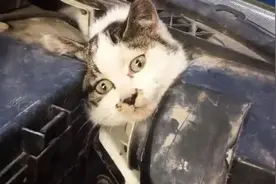 野猫钻进奥迪车的发动机舱！这车可怎么开?