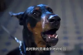 和朋友们分享家乡安徽阜阳伍流传着五月马六月羊，七月狗肉不能尝视频封面