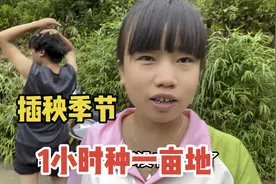 到妹妹家帮忙插秧，一亩地七八个人，不到1个小时就插完了视频封面