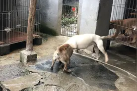 中华田园犬，猎犬领地意识很强