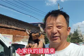 狗界最小的犬类小鹿犬，四川绵阳朋友特别喜欢，580元拿下视频封面