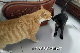 分别19天，小黑猫不认识猫妈了，大黄认识自己孩子，都哭了感动啊视频封面