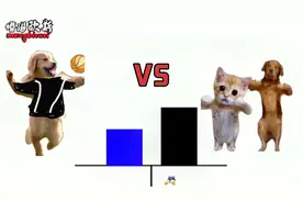 战力对比：会跳舞的小金毛！