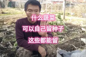 什么蔬菜可以自己留种子？什么不能留？这些看好了就可以留视频封面