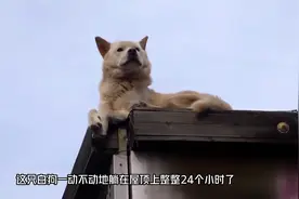 狗狗每天守在屋顶，任凭路人挑逗也不肯离开，背后的原因让人感动视频封面