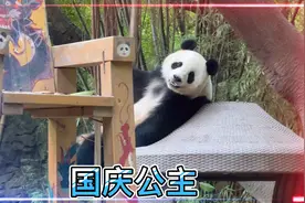 看功夫大熊猫国庆公主从屋顶下来吃竹笋，好可爱好治愈视频封面