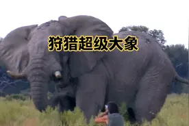 土豪狩猎一头古老的超级大象，活了整整47年