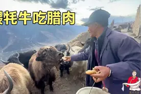 高原冬天牦牛怎么御寒，阿斌舅舅有妙招，切腊肉挨个喂给牦牛吃视频封面
