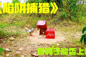 国外小伙用纸箱制作陷阱，想象力极其丰富，什么类型的都会做视频封面