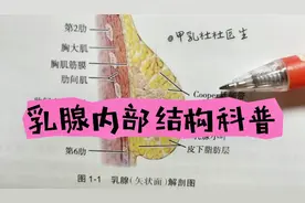 乳腺内部结构科普