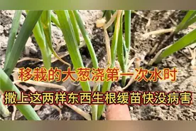 移栽的大葱撒上这两样，撒一回顶施两遍肥，肥效高缓苗快没病害。