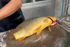 堪比汽车界劳斯莱斯的黄肉鲤，肉质鲜嫩甜口，是吃货的都想品尝。视频封面