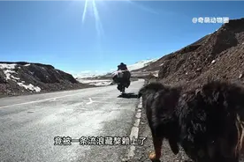 大叔骑行无人区，竟被藏獒赖上，却没想到为保护大叔与群狼搏斗！视频封面