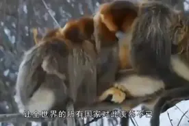 #探秘新神兽# 秦岭深处发现神秘生物，全球独一无二！视频封面