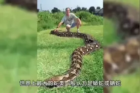 世界上最大的蛇类 鸟语花香 - 杨柳视频封面