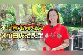 “不怕青龙万丈高，就怕白虎抬头望”，什么意思视频封面