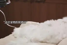读取动物记忆视频封面