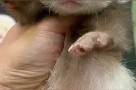 可爱貂，合法饲养，1000左右可以带走，欢迎咨询视频封面