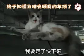 地库的小猫，终于知道为什么光顾我的车顶了